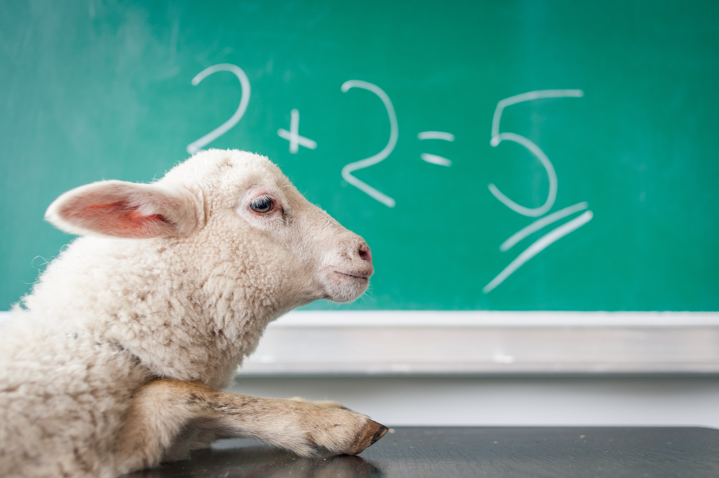 A sheep is sitting and behind there is a blackboard and it is written “2+2=5”.